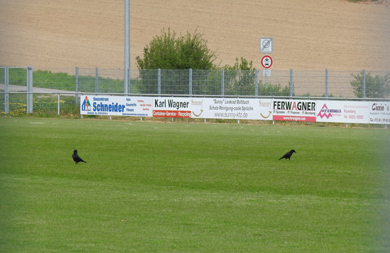 Die derzeit einzigen Gäste auf dem SV-Spielfeld